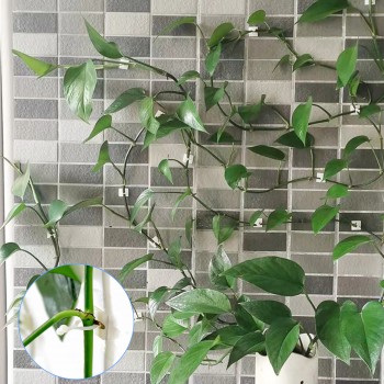 kissral Plant Clips Large Pack of 50 Wall Mounts for Plants, Climbing Plant Mounting Brackets for Plants Securing Supports (White)